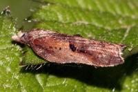 Acleris cristana