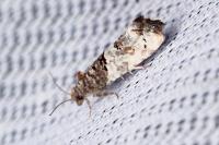 Phaneta pauperana