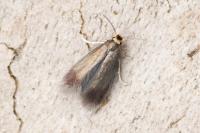 Stigmella anomalella
