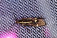 Esperia sulphurella