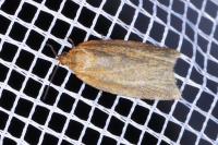 Clepsis unicolorana