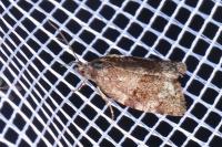 Syndemis musculana