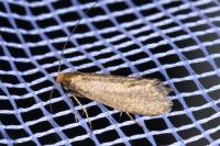 Nematopogon adansoniella