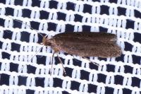 Neofaculta ericetella
