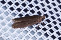 Neofaculta ericetella