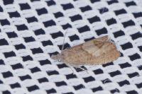 Dichrorampha
