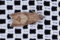 Dichrorampha