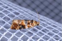 Lobesia reliquana