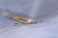 Ypsolopha mucronella