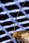 Nematopogon adansoniella