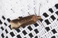 Aroga velocella