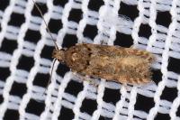 Teleiopsis diffinis