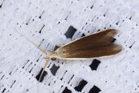 Coleophora albella