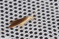 Coleophora albella