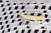 Aspilapteryx tringipennella