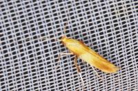 Caloptilia