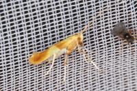 Caloptilia