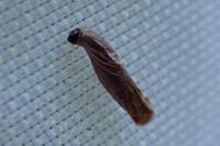 Coleophora