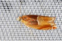 Ancylis mitterbacheriana