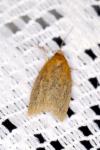 Clepsis unicolorana