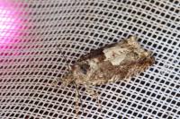 Epinotia immundana