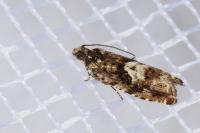 Pammene argyrana