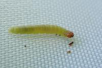 Acleris