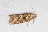 Cnephasia
