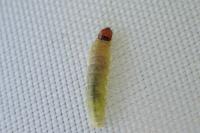 Acleris