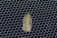 Agonopterix scopariella