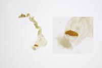 Agonopterix scopariella