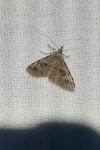 Alucita hexadactyla