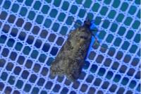 Cnephasia