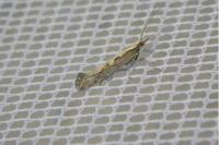 Plutella xylostella