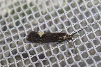 Esperia sulphurella
