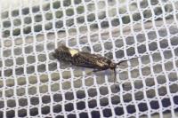 Esperia sulphurella
