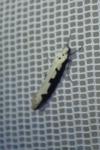 Ethmia bipunctella