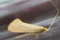 Nematopogon swammerdamella