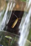 Nematopogon swammerdamella