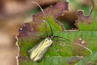 Adela reaumurella