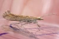 Plutella xylostella