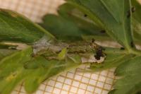 Agonopterix heracliana
