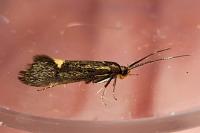 Esperia sulphurella