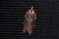 Acleris hastiana