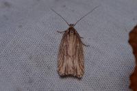Agonopterix umbellana