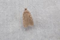 Agonopterix curvipunctosa