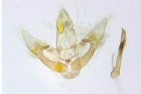 Agonopterix curvipunctosa