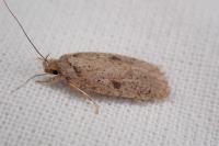 Agonopterix scopariella