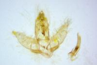 Agonopterix scopariella