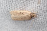 Agonopterix subpropinquella